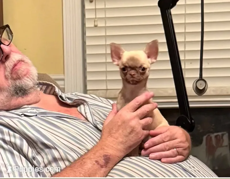 Tiny Elly – Chihuahua puppy for sale in Purvis, MS