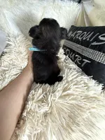 Trevor, a male Chihuahua for sale in Purvis, MS – 4 of 4