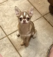 Lenny choc wolfsable, a male Chihuahua for sale in Purvis, MS – 1 of 7