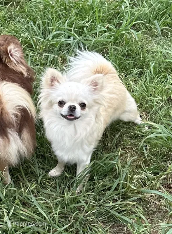 Giselle Spayed – Chihuahua puppy for sale in Purvis, MS