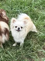 Giselle Spayed, a female Chihuahua for sale in Purvis, MS – 1 of 1