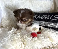 Tiny Mattie, a female Chihuahua for sale in Purvis, MS – 2 of 2