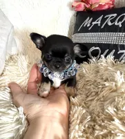 Simmon, a male Chihuahua for sale in Purvis, MS – Photo 2 of 4