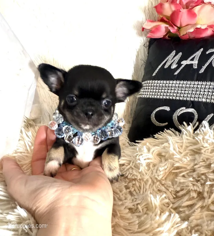 Simmon – Chihuahua puppy for sale in Purvis, MS