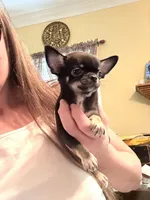 Tiny Simmon, a male Chihuahua for sale in Purvis, MS – Photo 2 of 7