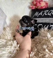 Simmon, a male Chihuahua for sale in Purvis, MS – Photo 3 of 4