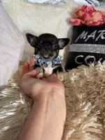 Simmon, a male Chihuahua for sale in Purvis, MS – Photo 4 of 4