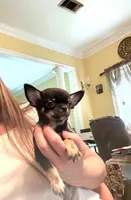 Tiny Simmon, a male Chihuahua for sale in Purvis, MS – Photo 3 of 7