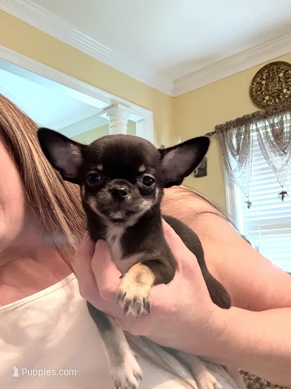 Simmon – Chihuahua puppy for sale in Purvis, MS
