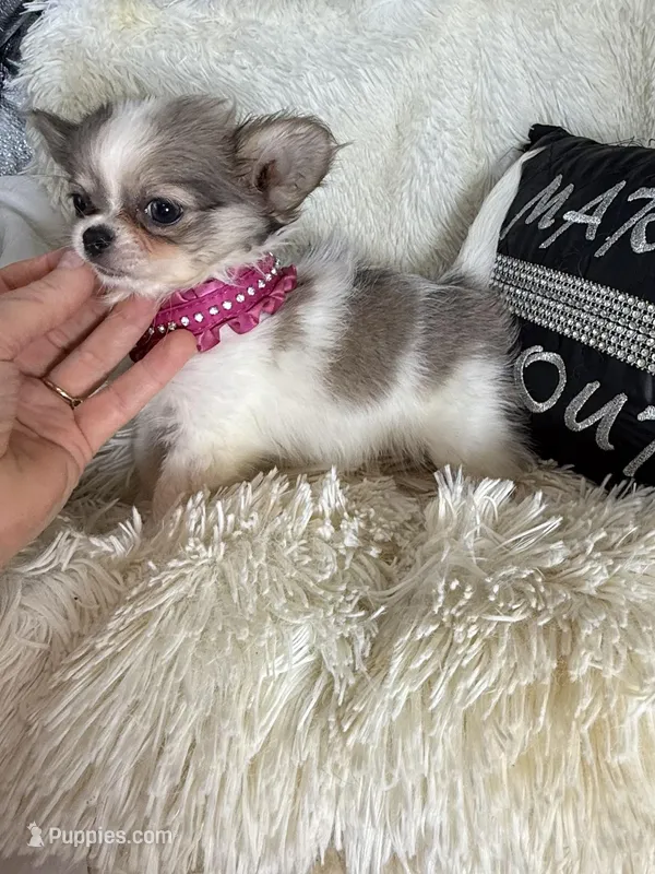 Rosetta – Chihuahua puppy for sale in Purvis, MS