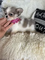Rosetta, a female Chihuahua for sale in Purvis, MS – 2 of 8