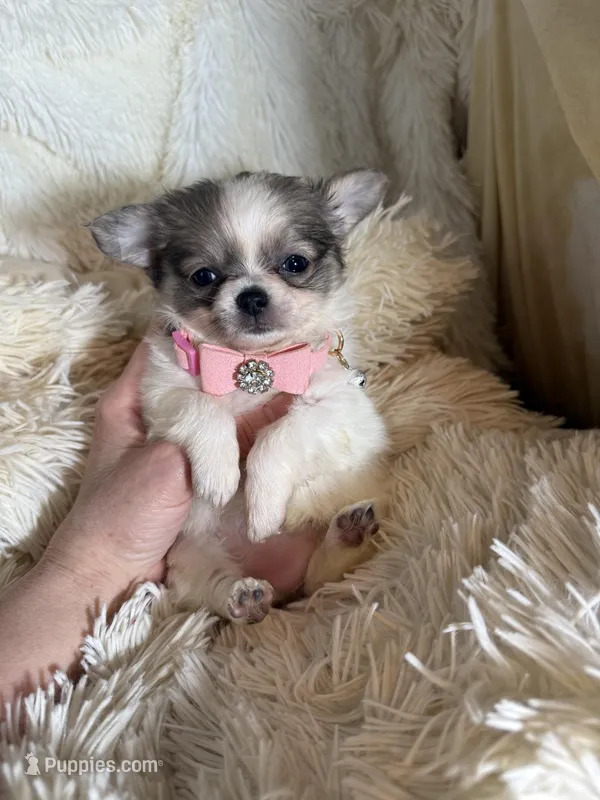 Rosetta – Chihuahua puppy for sale in Purvis, MS