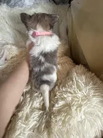 Rosetta, a female Chihuahua for sale in Purvis, MS – Photo 4 of 4