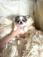 Rosetta, a female Chihuahua for sale in Purvis, MS – Photo 3 of 4