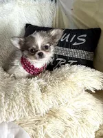 Rosetta, a female Chihuahua for sale in Purvis, MS – 5 of 8