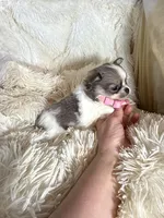 Rosetta, a female Chihuahua for sale in Purvis, MS – Photo 2 of 4