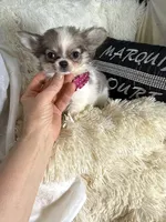 Rosetta, a female Chihuahua for sale in Purvis, MS – 6 of 8