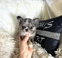 Tiny Brody, a male Chihuahua for sale in Purvis, MS – 4 of 7