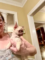 Tiny Elly, a female Chihuahua for sale in Purvis, MS – 3 of 7