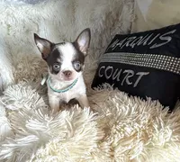 Deposit Received-Timmy, a male Chihuahua for sale in Purvis, MS – 4 of 6