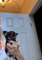 X tiny Bella, a female Chihuahua for sale in Purvis, MS – Photo 2 of 3