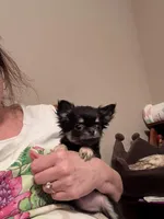 X tiny Bella, a female Chihuahua for sale in Purvis, MS – Photo 3 of 3