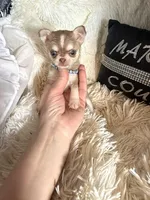 Tiny Lenny Wolf Sable, a male Chihuahua for sale in Purvis, MS – Photo 3 of 5