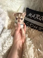 Tiny Lenny Wolf Sable, a male Chihuahua for sale in Purvis, MS – Photo 2 of 5