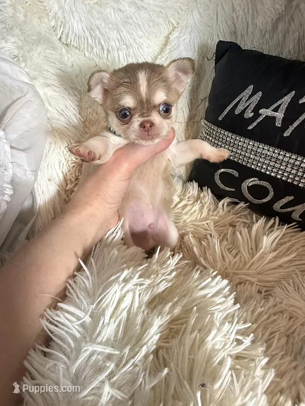 Tiny Lenny Wolf Sable – Chihuahua puppy for sale in Purvis, MS