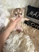 Tiny Lenny Wolf Sable, a male Chihuahua for sale in Purvis, MS – Photo 1 of 5