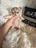 Tiny Lenny Wolf Sable, a male Chihuahua for sale in Purvis, MS – Photo 4 of 5