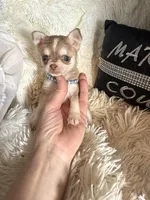 Tiny Lenny Wolf Sable, a male Chihuahua for sale in Purvis, MS – Photo 5 of 5