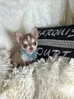 X Tiny Lenny Wolf Sable, a male Chihuahua for sale in Purvis, MS – 1 of 7