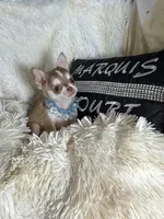 X Tiny Lenny Wolf Sable, a male Chihuahua for sale in Purvis, MS – 2 of 7