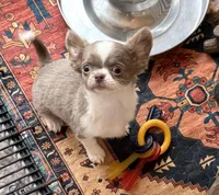 Jimmy, a male Chihuahua for sale in Purvis, MS – Photo 4 of 4