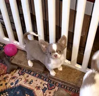 Jimmy, a male Chihuahua for sale in Purvis, MS – Photo 3 of 4