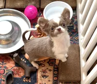 Jimmy, a male Chihuahua for sale in Purvis, MS – Photo 1 of 4