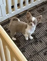 Jimmy, a male Chihuahua for sale in Purvis, MS – Photo 2 of 4