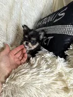 Happy , a male Chihuahua for sale in Purvis, MS – 4 of 5