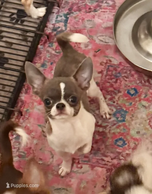 Lucky -Blue Brindle – Chihuahua puppy for sale in Purvis, MS