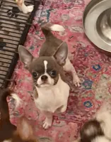 Lucky -Blue Brindle, a male Chihuahua for sale in Purvis, MS – 1 of 8