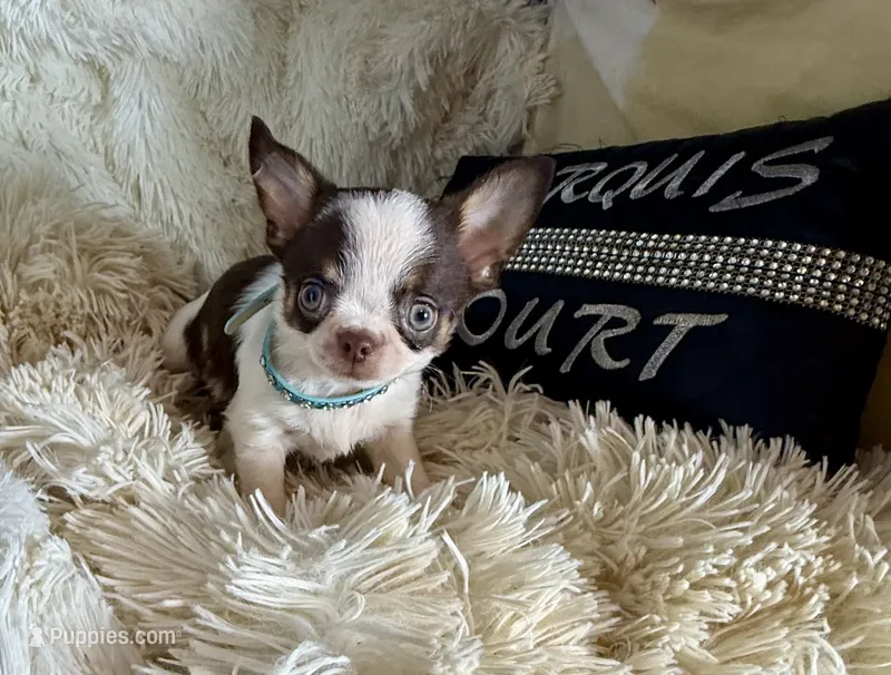 Timmy – Chihuahua puppy for sale in Purvis, MS