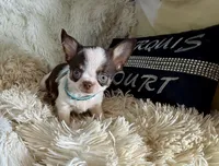 Deposit Received-Timmy, a male Chihuahua for sale in Purvis, MS – 1 of 6