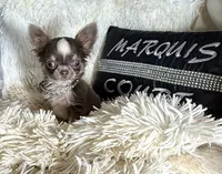 Tiny Prince, a male Chihuahua for sale in Purvis, MS – 2 of 2