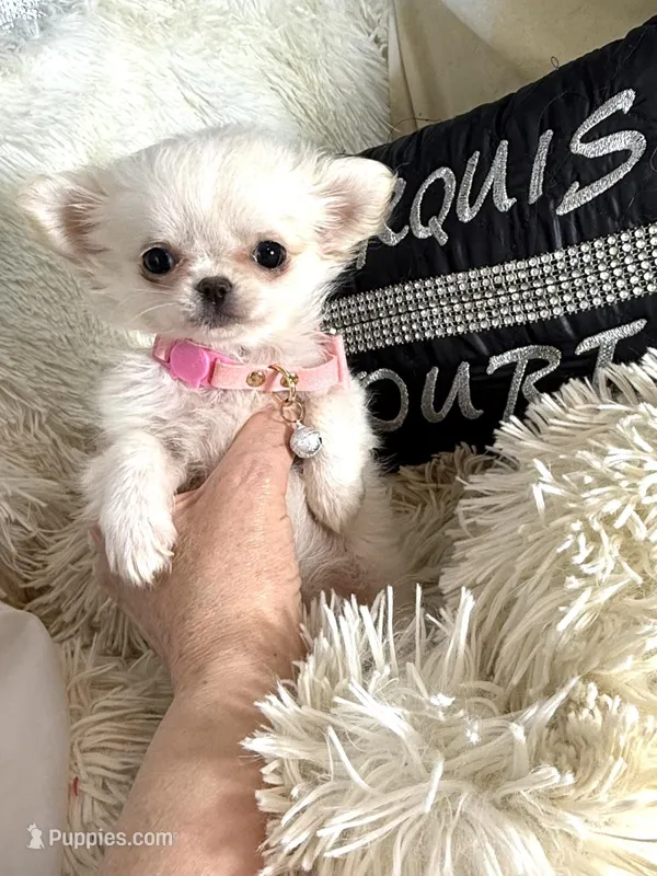 X Tiny Lou – Chihuahua puppy for sale in Purvis, MS