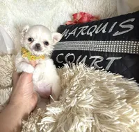X Tiny Lou, a female Chihuahua for sale in Purvis, MS – Photo 5 of 5