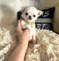 X Tiny Lou, a female Chihuahua for sale in Purvis, MS – Photo 4 of 5