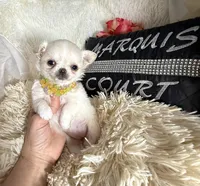X Tiny Lou, a female Chihuahua for sale in Purvis, MS – Photo 3 of 5