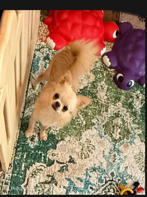  Duncan – Chihuahua puppy for sale in Purvis, MS