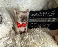 Tiny Elly, a female Chihuahua for sale in Purvis, MS – 2 of 4